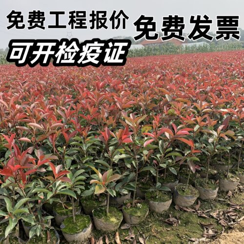 红叶石楠火焰红篱笆苗绿化苗木