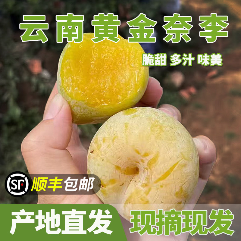 顺丰包邮现摘脆甜云南黄金奈李