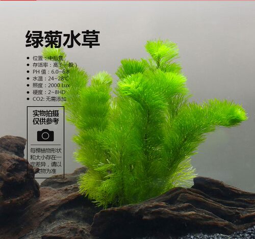 鱼草缸水草淡水多少钱 鱼草缸水草淡水价格 小麦优选 鱼草缸水草淡水多少钱 鱼草缸水草淡水价格 小麦优选