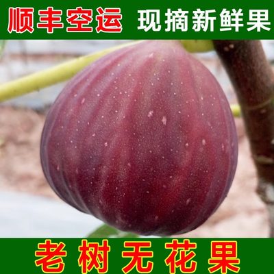 顺丰空运无花果新鲜现摘现发