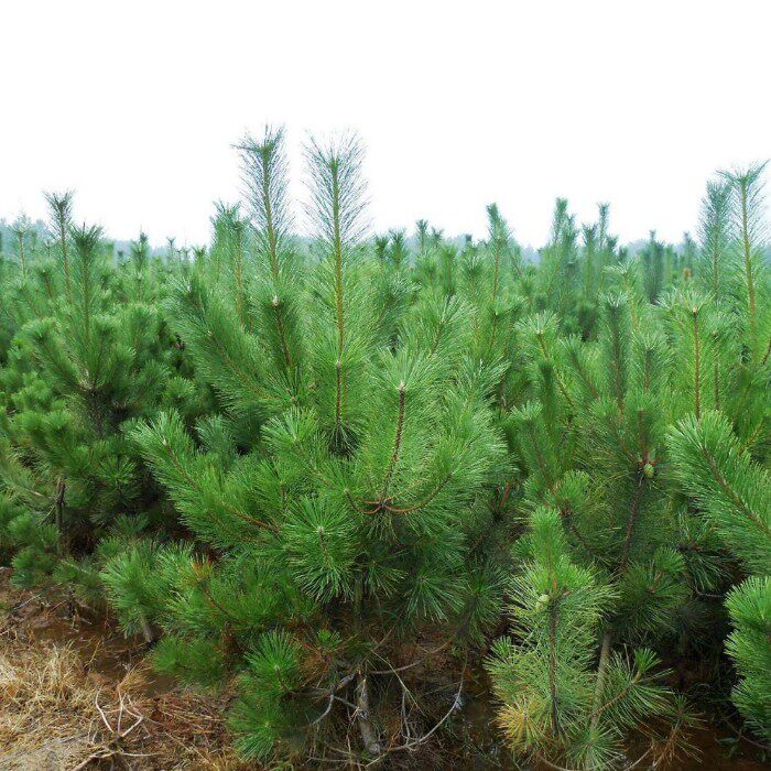 绿化苗木日本黑松小苗庭院黑松苗黑松树苗四季常青盆景植物松树苗