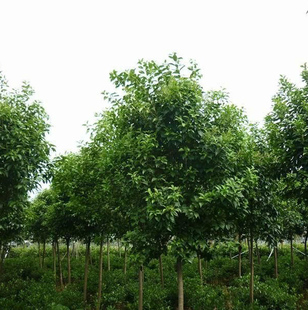 四季常青高杆女贞树苗占地种植女贞子绿化苗大叶女贞树苗庭院地栽