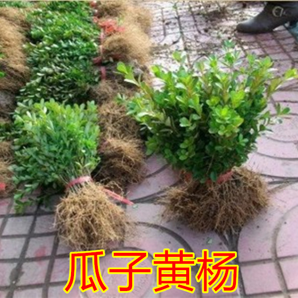瓜子庭院篱笆苗四季常青小叶黄杨