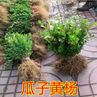 小叶黄杨树苗瓜子黄杨苗黄杨树苗庭院绿篱篱笆苗四季常青绿化苗