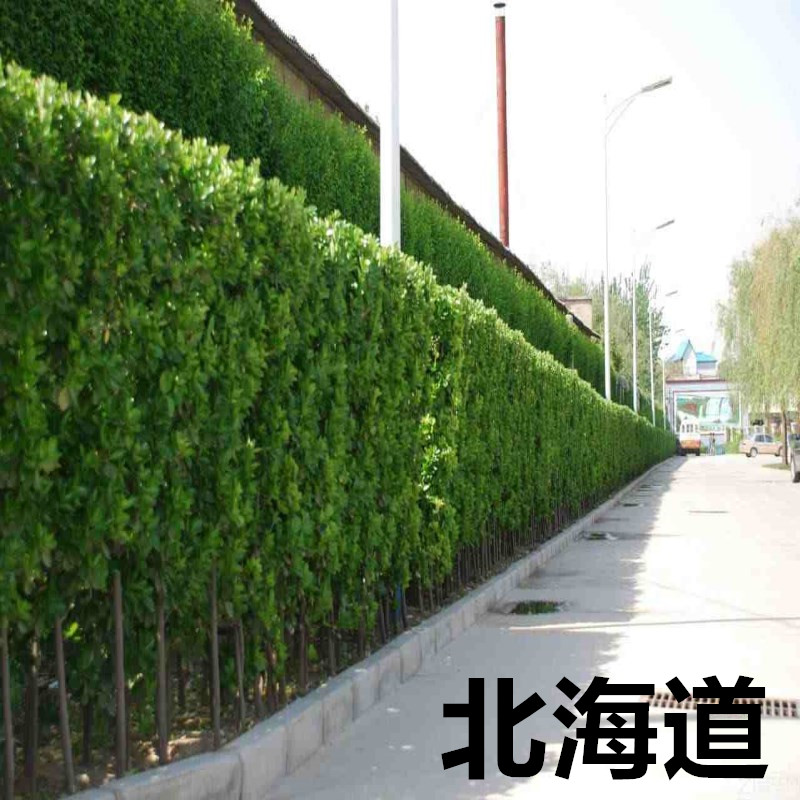 围墙篱笆植物四季常青庭院耐寒