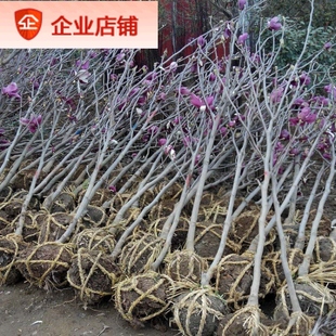 庭院绿化苗木玉兰花树苗红黄白紫玉兰树苗广玉兰花苗南北方种植