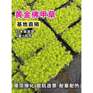 佛甲草苗黄金金叶佛甲草草皮过路黄姬岩垂草中华景天耐寒地被植物
