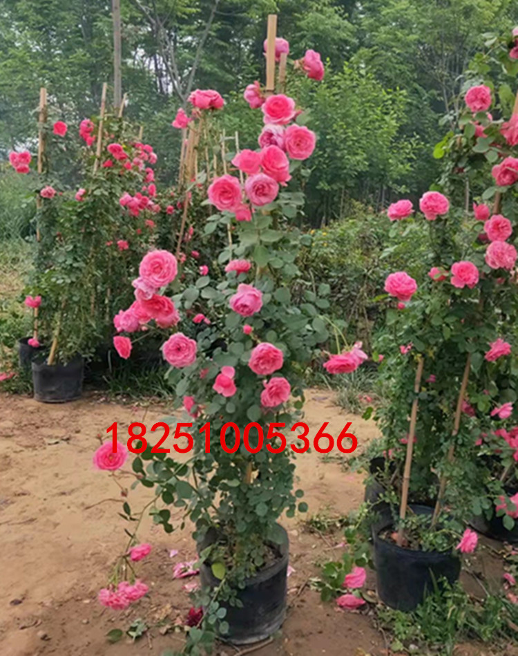 藤本特大花卉庭院植物欧月
