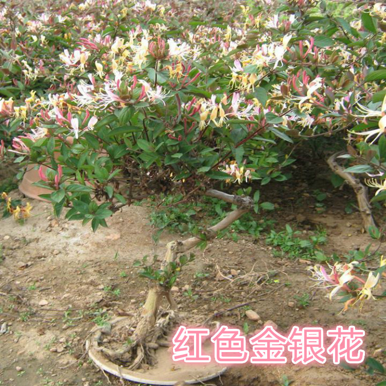 药用金银花苗盆栽阳台爬墙爬藤植
