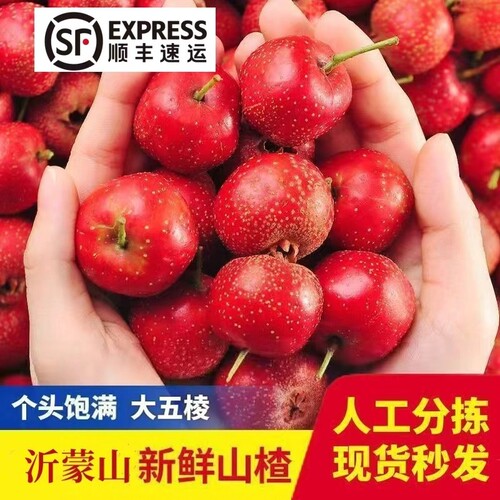 新鲜大五棱山楂冰糖葫芦用家用