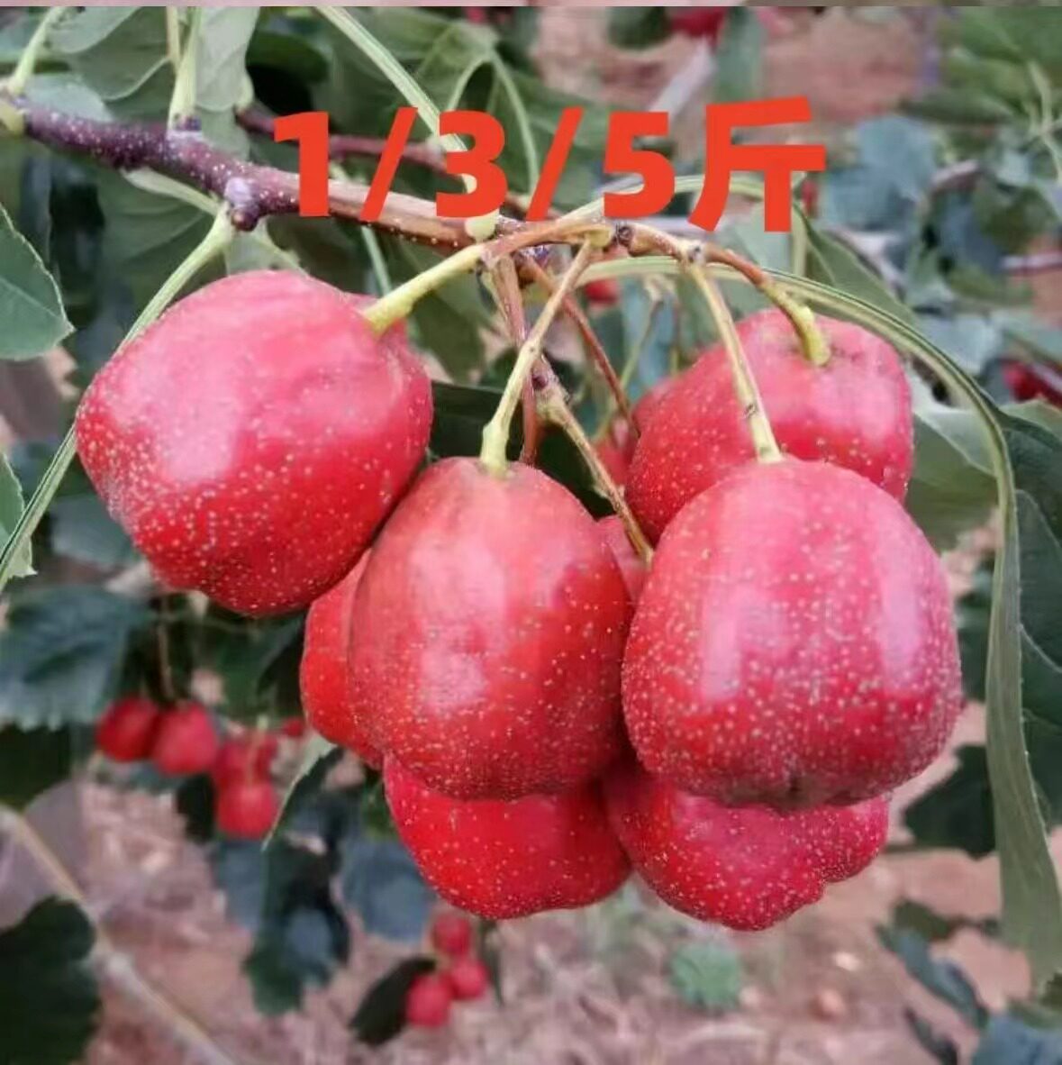 2025新鲜现摘山楂果鲜果水果大五棱山里红果冰糖葫芦原料泡酒专用