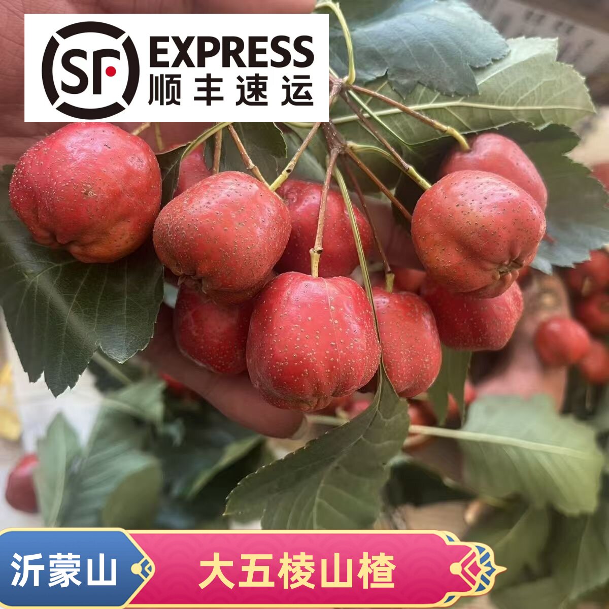 【顺丰】沂蒙山新鲜山楂果水果大五棱山楂果冰糖葫芦原料泡酒专用