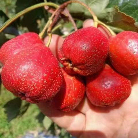 【顺丰】新鲜山楂果鲜果水果大五棱冰糖葫芦原料孕妇水果泡酒专用