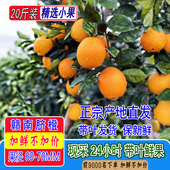 江西寻乌橙子正宗赣南脐橙现摘新鲜水果甜橙当季 20斤装 手剥小果