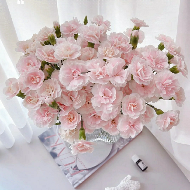 多头康乃馨鲜花蝴蝶粉色星太子家庭客厅装饰水养鲜切花云南直发