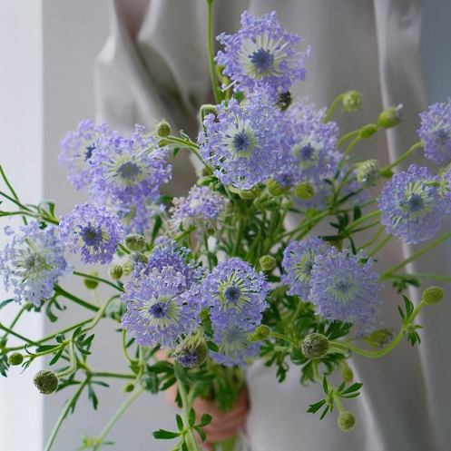 翠珠花鲜花蕾丝花昆明基地直发水养鲜切花家庭办公室插花顺丰包邮