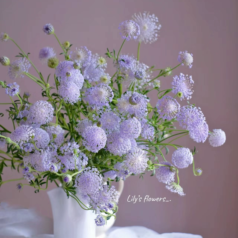 翠珠花 鲜花蕾丝花昆明基地直发水养鲜切花家庭办公室插花空运