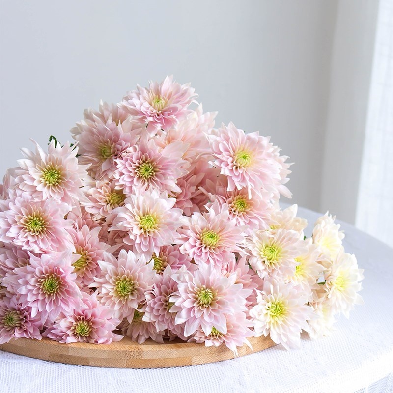 小雏菊香草水养家庭插花顺丰包邮