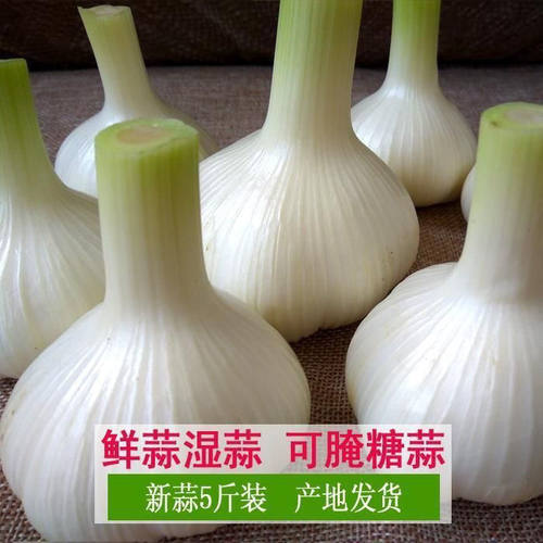 2026新鲜大蒜头现货鲜蒜湿蒜腌制糖蒜山东白皮嫩蒜生蔬菜鲜蒜青蒜