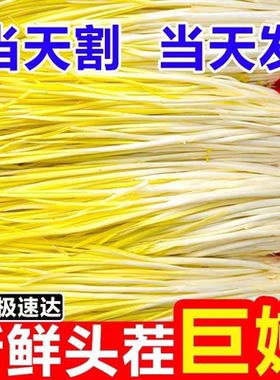 新鲜头茬大蒜苗农家自种现割黄蒜苗大蒜幼苗现割现发