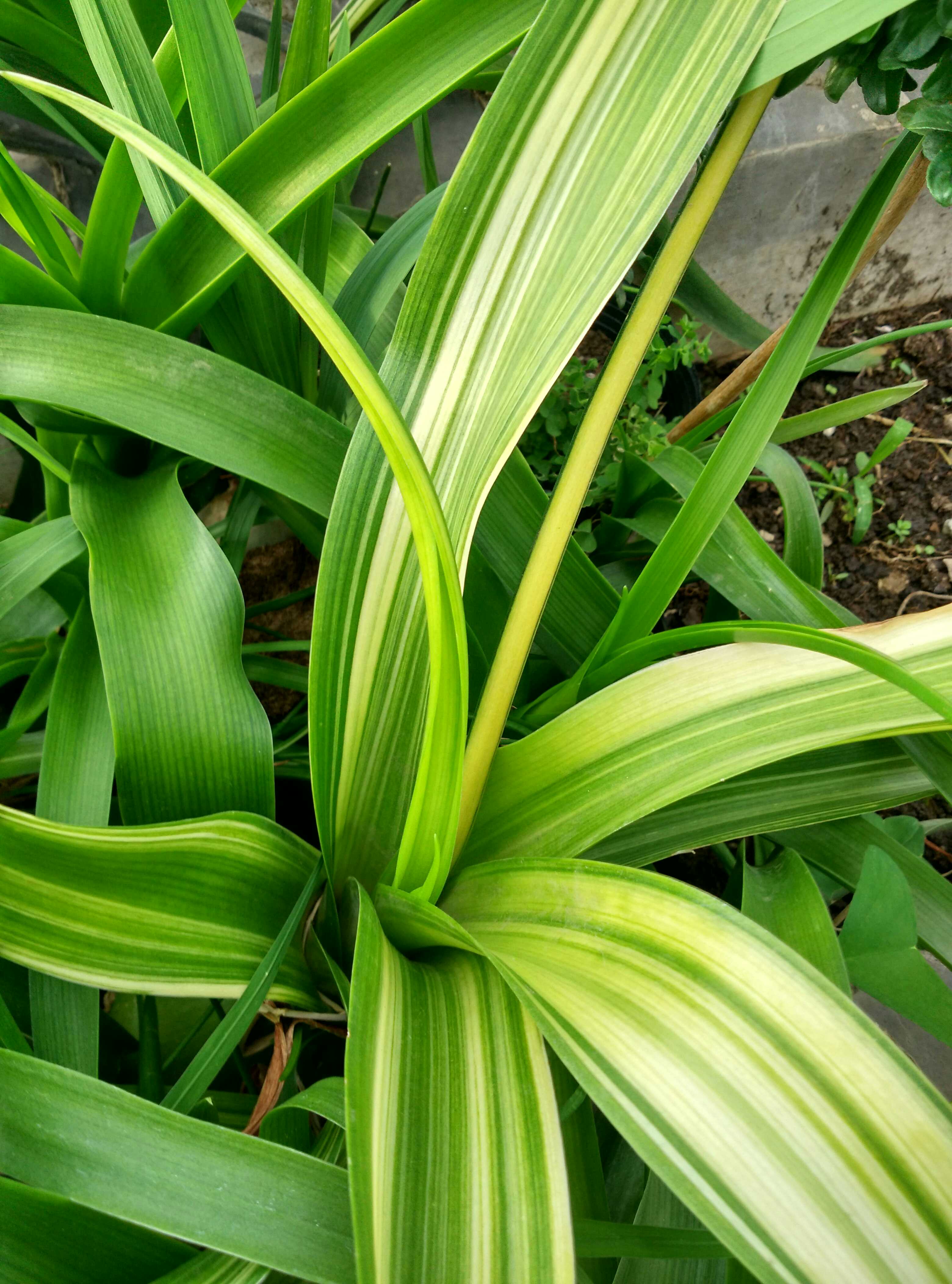虎眼万年青三奇少量请联系叶子