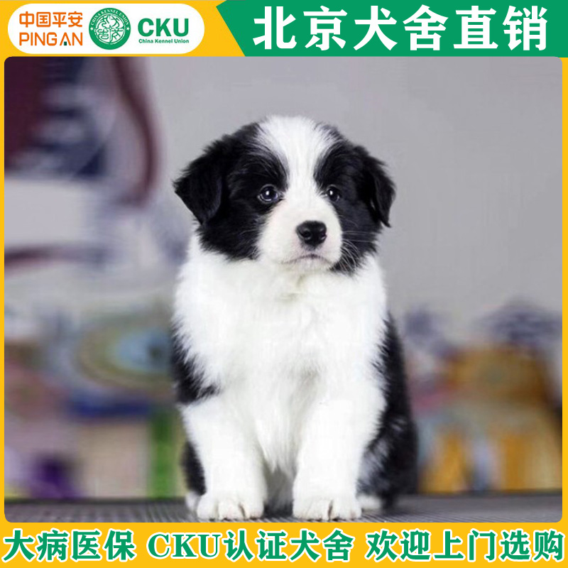 北京边牧幼犬纯种陨石边牧幼崽金边活体红棕色双血统赛级边境牧羊
