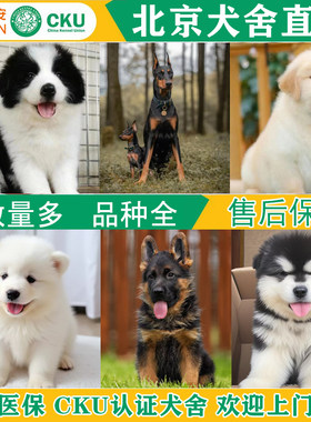 北京大型犬宠物狗金毛德牧杜宾