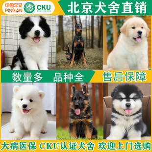 北京柴犬金毛边牧萨摩耶幼犬拉布拉多杜宾犬德牧阿拉斯加宠物狗q1