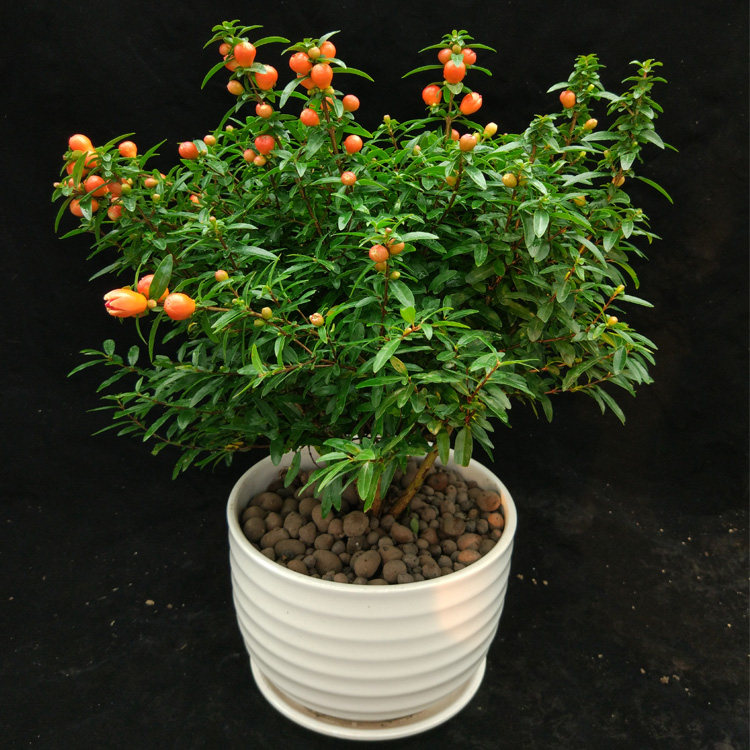 石榴花盆栽盆景石榴树四季开花观赏植物客厅阳台庭院绿植花卉植物