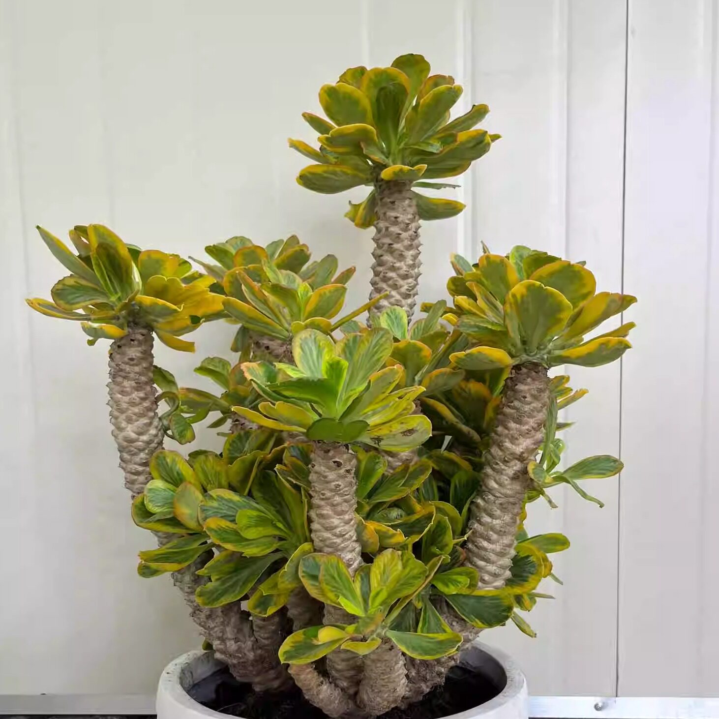 扇贝麒麟锦多肉植物耐旱耐高温阳台庭院植物景观植物夏季好养易活