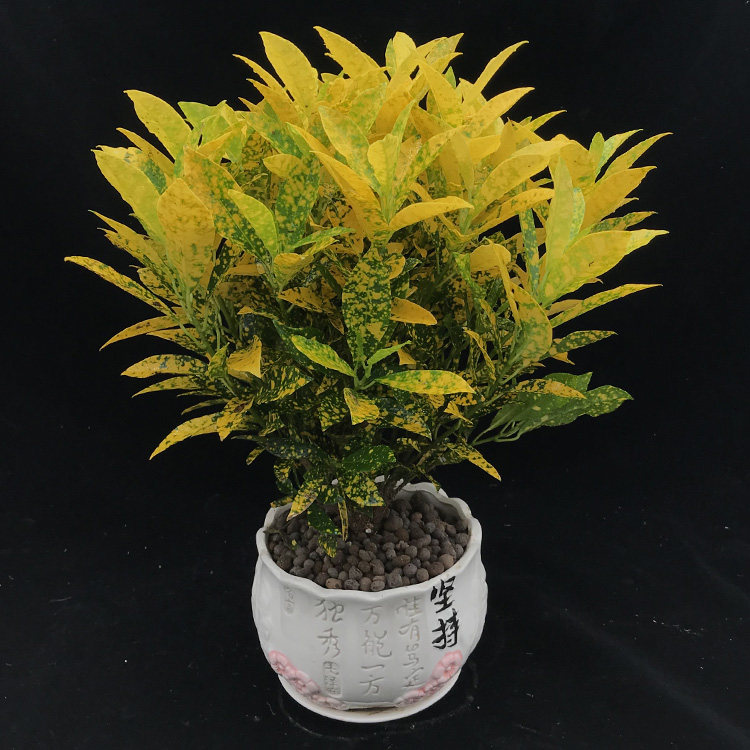 花卉綠植變色木彩葉木盆栽 辦公室陽台客廳彩色植物 吸收甲醛包郵在類目 鮮花速遞/花卉仿真/綠植園藝, 花卉/綠植盆栽（新）, 綠植中 - 來自Buy2taobao.com提供專業的淘寶代購服務