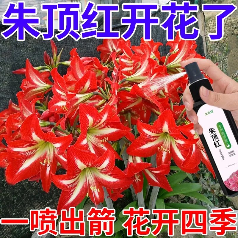 朱顶红肥料专用肥营养液球根植物风信子郁金香仙客来种球通用盆栽