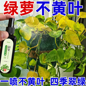绿萝专用营养液治黄叶烂根防冻促绿叶发嫩芽盆栽植物免稀释肥料