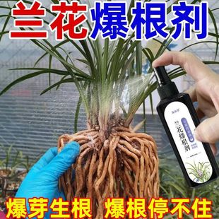 兰花专用肥蝴蝶兰君子兰爆根剂兰花生根免稀释营养液兰草科专用型
