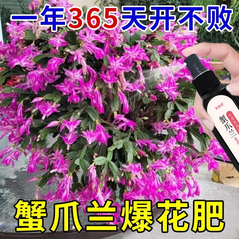 【爆盆】蟹爪兰专用营养液肥料蟹爪兰花肥四季开花营养液好养不死,鲜花速递/花卉仿真/绿植园艺,家庭园艺肥料,淘宝优惠券,粉丝福利购,淘宝优惠卷