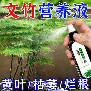 文竹营养液专用肥花肥料盆栽植物花肥料水培盆景治叶子发黄室内