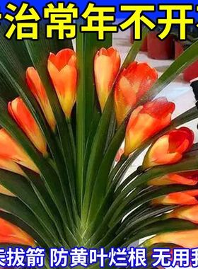 君子兰专用肥缓释肥兰花有机复合肥料花卉盆栽促开花催花控释肥料