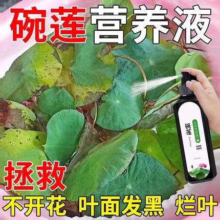 碗莲专用营养液睡莲肥料通用水溶肥水培种子发芽生根促开花防黄叶