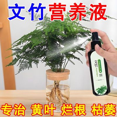 文竹营养液专用肥专用叶子发黄生根发芽黄叶生长盆栽一喷绿肥料