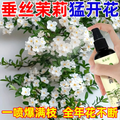 垂丝茉莉营养液治黄叶下垂落叶不开花专用液体免稀释肥急救枯萎