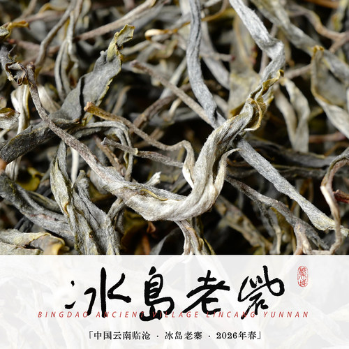 2026冰岛老寨头春古树普洱茶生茶