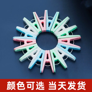 夹子晾衣夹塑料防风家用晾晒夹衣夹小号固定器晒衣夹子衣服蚊帐夹