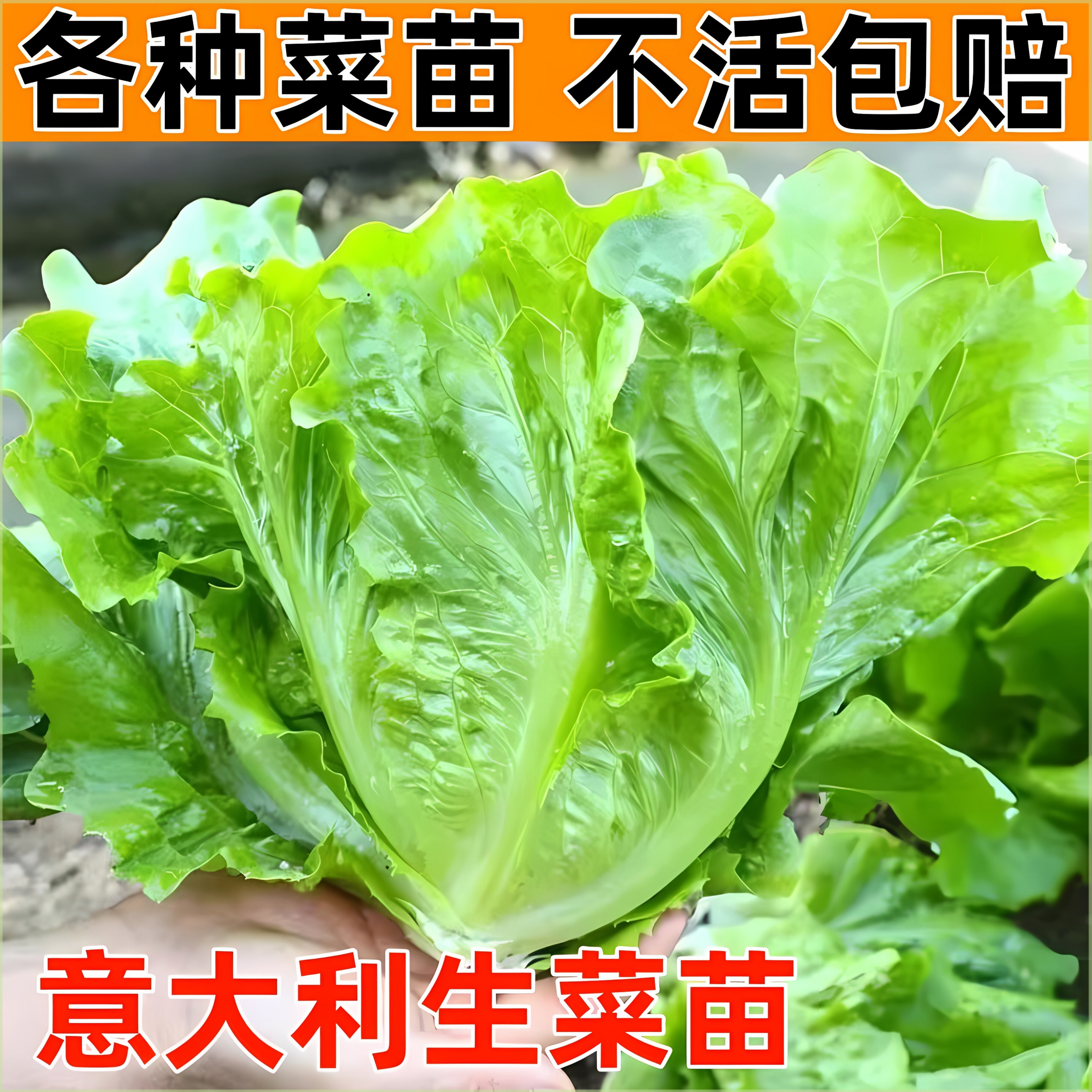 意大利生菜秧苗蔬菜苗大全庭院阳台盆栽菜苗四季种植大白菜娃娃菜图片