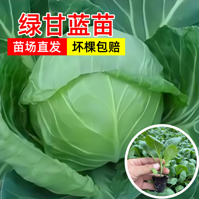 早熟绿甘蓝苗黄心包菜苗菜籽寿光春秋四季种圆白菜苗阳台盆栽秧苗