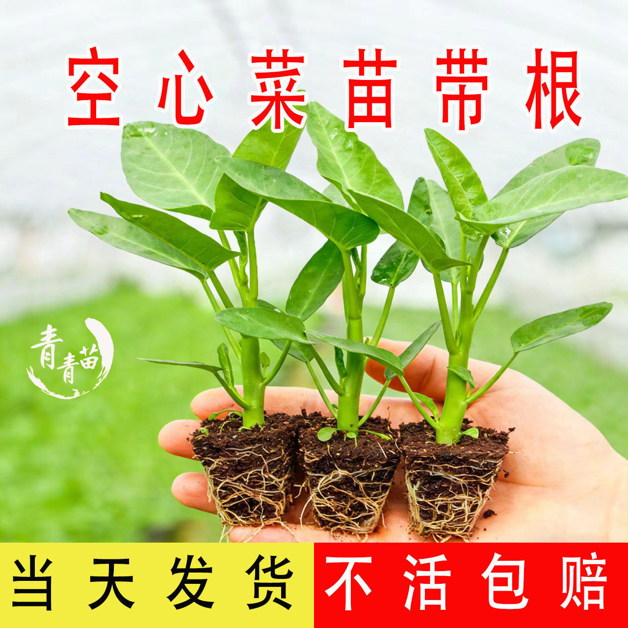 三叉空心菜苗带根柳叶大叶白梗阳台庭院盆栽高产空心菜四季蔬菜苗
