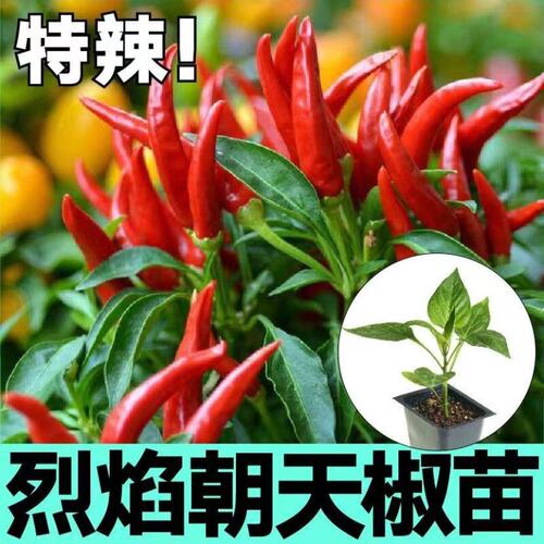 辣椒苗单生朝天椒苗小米椒秧苗带土四季菜苗泡椒苗阳台盆栽蔬菜苗