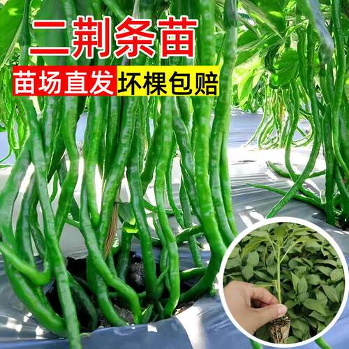 二荆条辣椒苗秧苗高产长线椒苗高产早熟穴盘苗四季阳台盆栽蔬菜苗