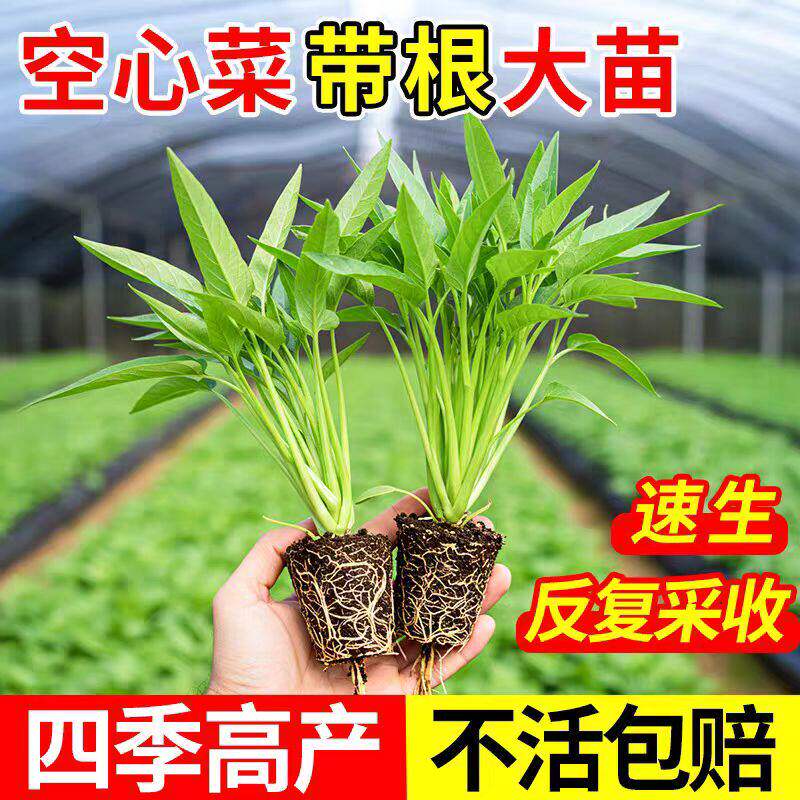 空心菜秧苗带根活苗三叉柳叶水培青菜苗蔬菜苗四季阳台盆栽