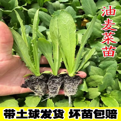 油麦菜苗秧苗麦香味油麦菜广东小叶圆叶香甜生菜苗水培四季蔬菜苗