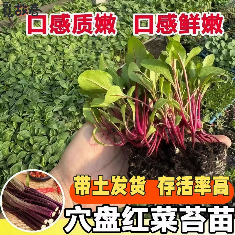 红菜苔苗带土发货口感鲜嫩阳台盆栽蔬菜种苗高产易活,鲜花速递/花卉仿真/绿植园艺,种苗/半成品盆栽,淘宝优惠券,粉丝福利购,淘宝优惠卷